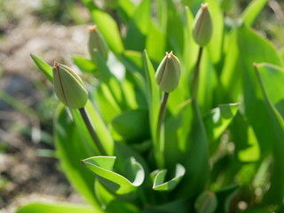 Macro of a closed bud of a tulips flowers. Spring has come