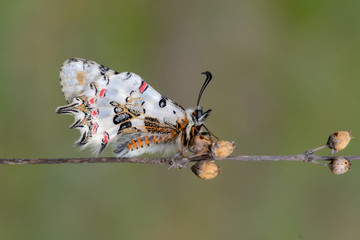 Papilionidae / Orman Fistosu / / Zerynthia cerisyi