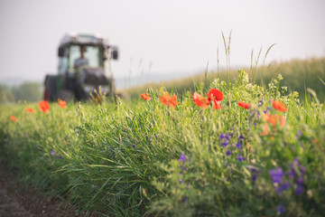 Red poppies on the edge of an uncultivated field field with a tractor in the background