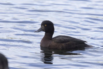 Female tufted duck (Aythya fuligula)
