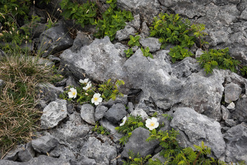 Kleine Blümchen in Irland