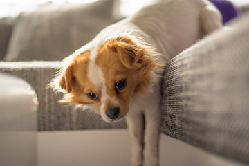 Portrait of a white brown longhair chihuahua hanging around on the couch with natural backlight