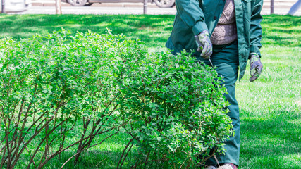 Woman pruning trees in the park. A professional gardener mows the bushes with pliers. Pruning the garden, hedge. The worker is cutting and planting green bushes. Hard work in the garden. copy space