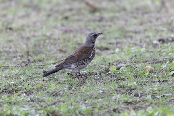 Fieldfare (Turdus pilaris)