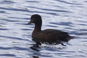 Female tufted duck (Aythya fuligula)