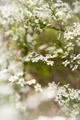Obraz premium Blooming bush with green leaves and white flowers. Pretty white flowers blooming in a garden. Bush of small white flowers. Close-up.