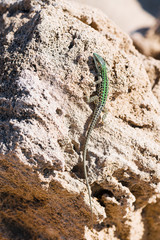 Lizard crawling on the rock. Wildlife in Puglia, Salento, Italy