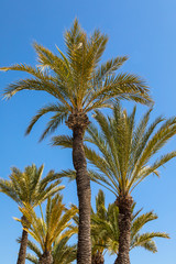 Palm Trees in Benidorm