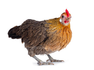 Curious brown dwarf hen standing side ways, looking to lens. Isolated on white background.