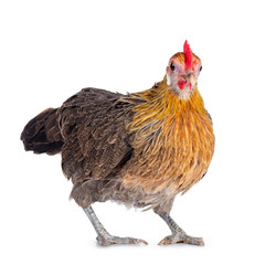 Curious brown dwarf hen standing / walking towards camera, looking to lens. Isolated on white background.