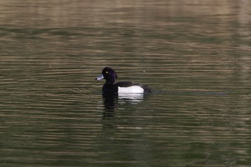 Male tufted duck (Aythya fuligula)