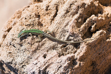 Lizard crawling on the rock. Wildlife in Puglia, Salento, Italy