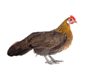 Curious brown dwarf hen standing side ways, looking straight ahead. Isolated on white background.