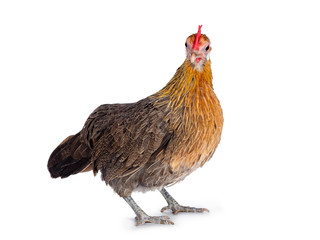 Curious brown dwarf hen standing side ways, head turned  to lens. Isolated on white background.