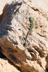Lizard crawling on the rock. Wildlife in Puglia, Salento, Italy