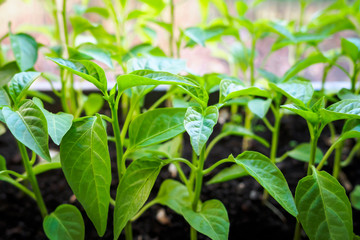 spring seedlings on windowsill, sprouts with green leaves, selective focus