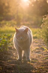 Naklejka na ściany i meble Portrait of a british shorthair cat. Gray cat with yellow eyes sunset nature. Cat lying in gras with backlight. Portrait of a gray cat relaxing in nature.