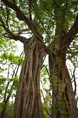 Arboles en el bosque 