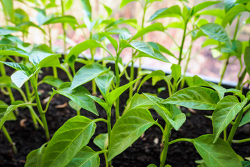 close-up spring seedlings of pepper on windowsill, selective focus