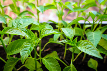sprouts of pepper, close-up spring seedlings on windowsill