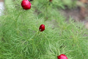 Fern leaf peony, Paeonia tenuifolia