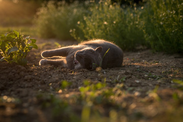 Portrait of a british shorthair cat. Gray cat with yellow eyes sunset nature. Cat lying in gras with backlight. Portrait of a gray cat relaxing in nature.