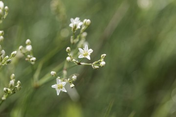 Thyme-leaf sandwort, Arenaria serpyllifolia