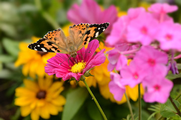 Fototapeta na wymiar Schmetterling 563