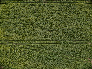 Drone Top View of Green Rape Seed Fields