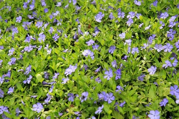 Blooming periwinkle in the Park