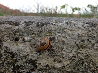 snail