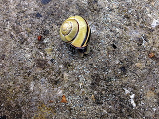 snail