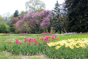 Colorful tulips in the seaside Park of Varna (Bulgaria)