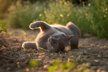 Fototapeta premium Portrait of a british shorthair cat. Gray cat with yellow eyes sunset nature. Cat lying in gras with backlight. Portrait of a gray cat relaxing in nature.