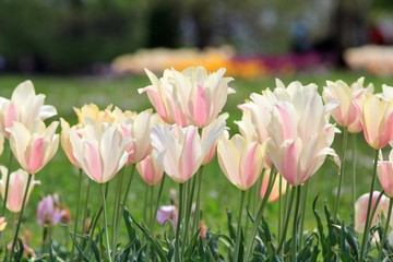 Delicate pink tulips close up