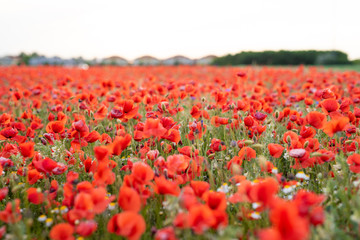 Red poppy flower field on the outskirts of Vienna during the sunset in spring