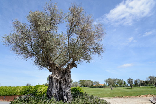 Olea europaea, llamada com&uacute;nmente olivo, olivera o aceituno, es un &aacute;rbol peque&ntilde;o perennifolio, longevo, que puede alcanzar hasta 15 m de altura, con copa ancha y tronco grueso, de aspecto retorcido. 