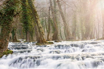 Beautiful Stream in a forest during early spring