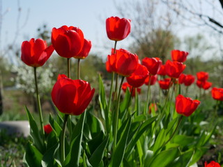 Obraz premium Red tulips in close-up. Open and closed bud tulip. Bright tulip flowers from all sides. Flowers for the holiday of spring. Beautiful flowers