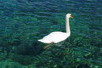 White swans on a lake in Geneva