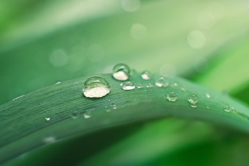 Big beautiful drop of transparent rain water on a green leaf, macro bokeh blurred background.