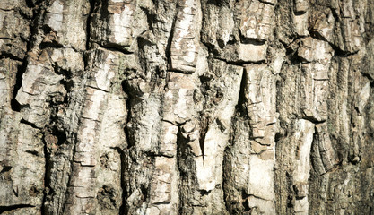 big tree bark background