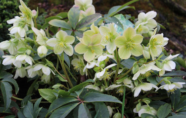 Helleborus orientalis. Blooming flowers of Christmas Rose. Bush of evergreen perennial flowering...