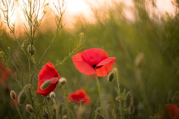 Closeup of several red poppies during the sunset in spring