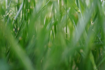 green grass background