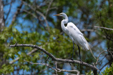 Great white egret on wooded background