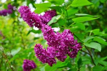 Purple flower clusters of fragrant lilac (syringa)