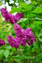 Fototapeta na wymiar Purple flower clusters of fragrant lilac (syringa)