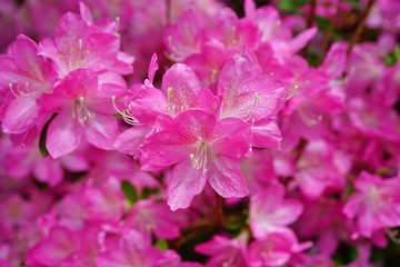 Pink azalea flower bush in the spring garden