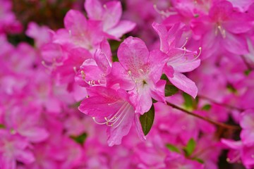 Fototapeta premium Pink azalea flower bush in the spring garden